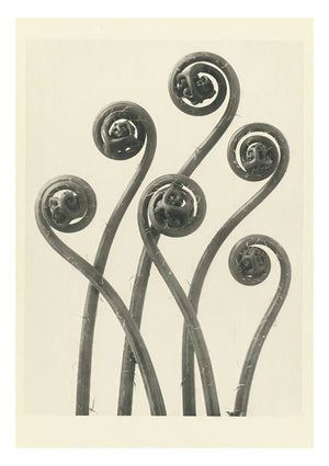 Plantstudie 4