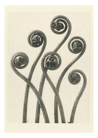 Plantstudie 4