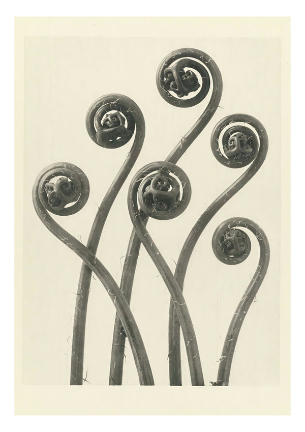 Étude de plante 4