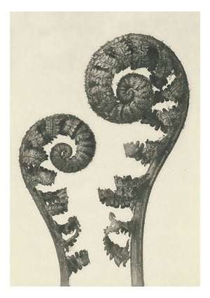 Plantstudie 5