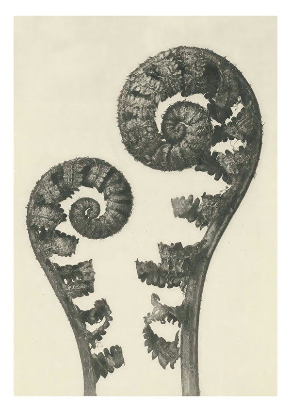 Étude des plantes 5