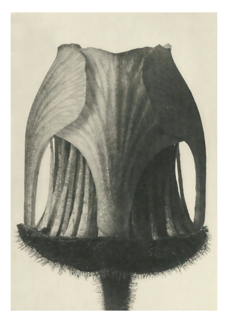Plantstudie 6 - Print Only frame