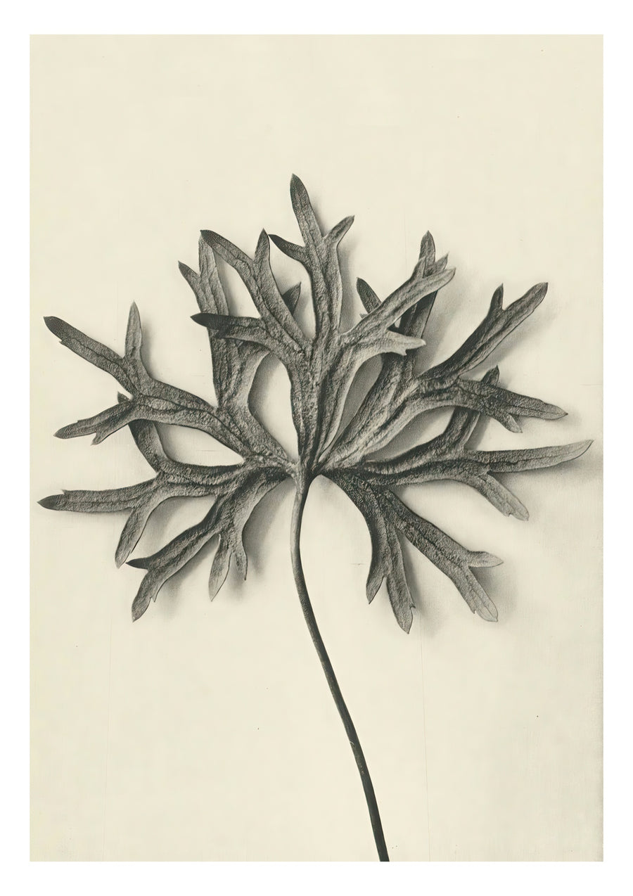 Plantstudie 7 - Print Only frame