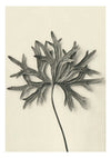 Plantstudie 7 print