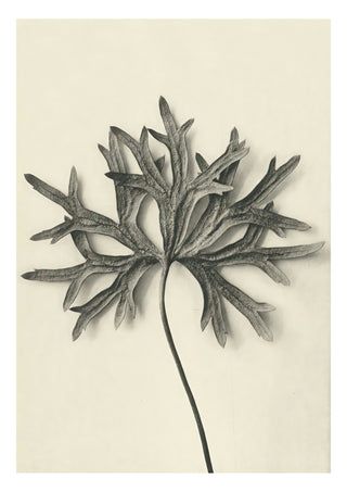 Plantstudie 7 print
