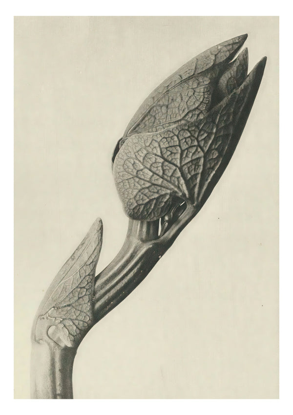 Étude de plante