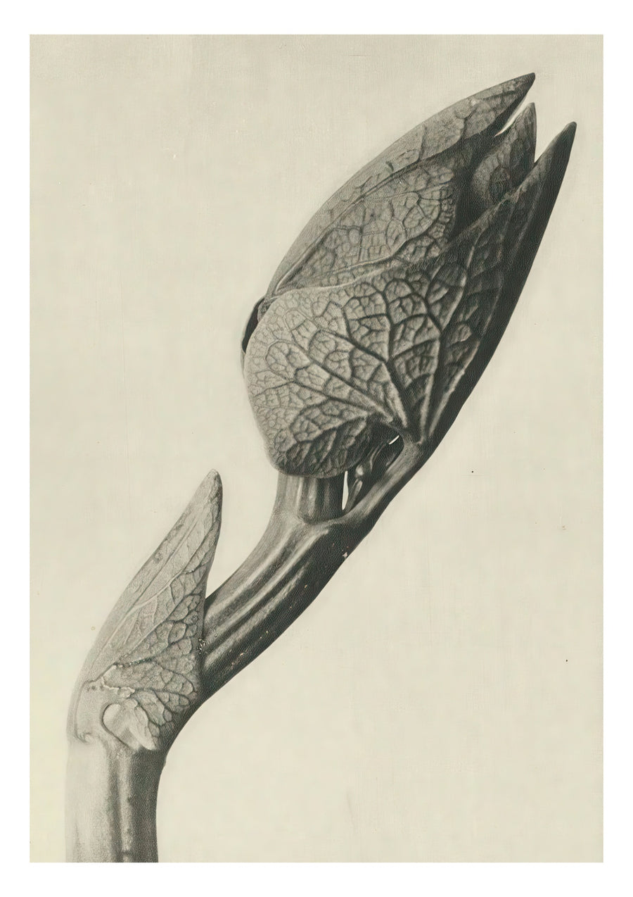Plantstudie - Print Only frame