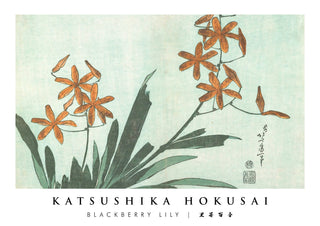 Blackberry Lily print