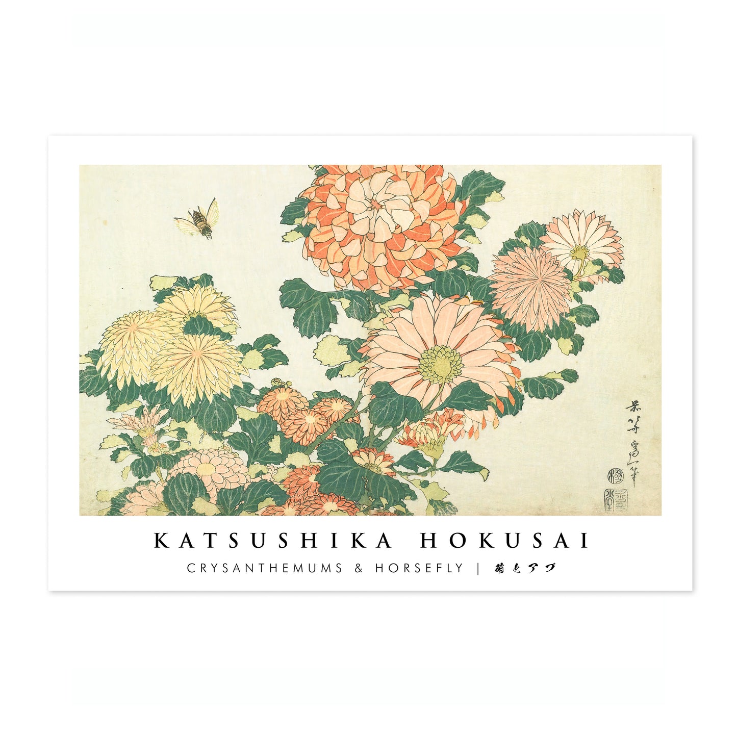 Chrysanthèmes & Mouche à cheval
