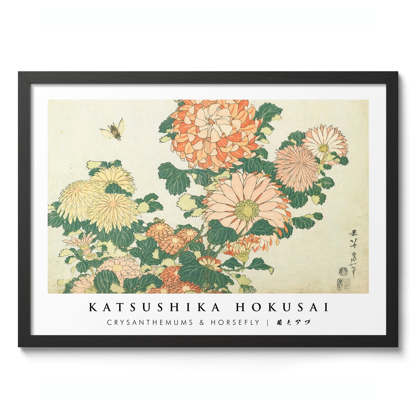 Chrysanthèmes & Mouche à cheval