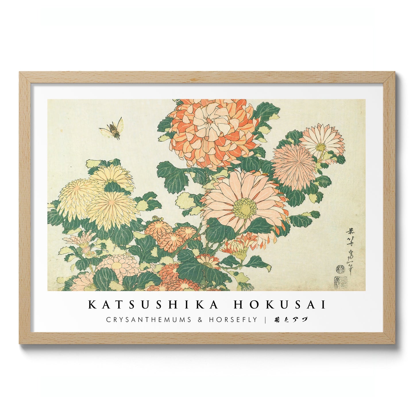 Chrysanthèmes & Mouche à cheval