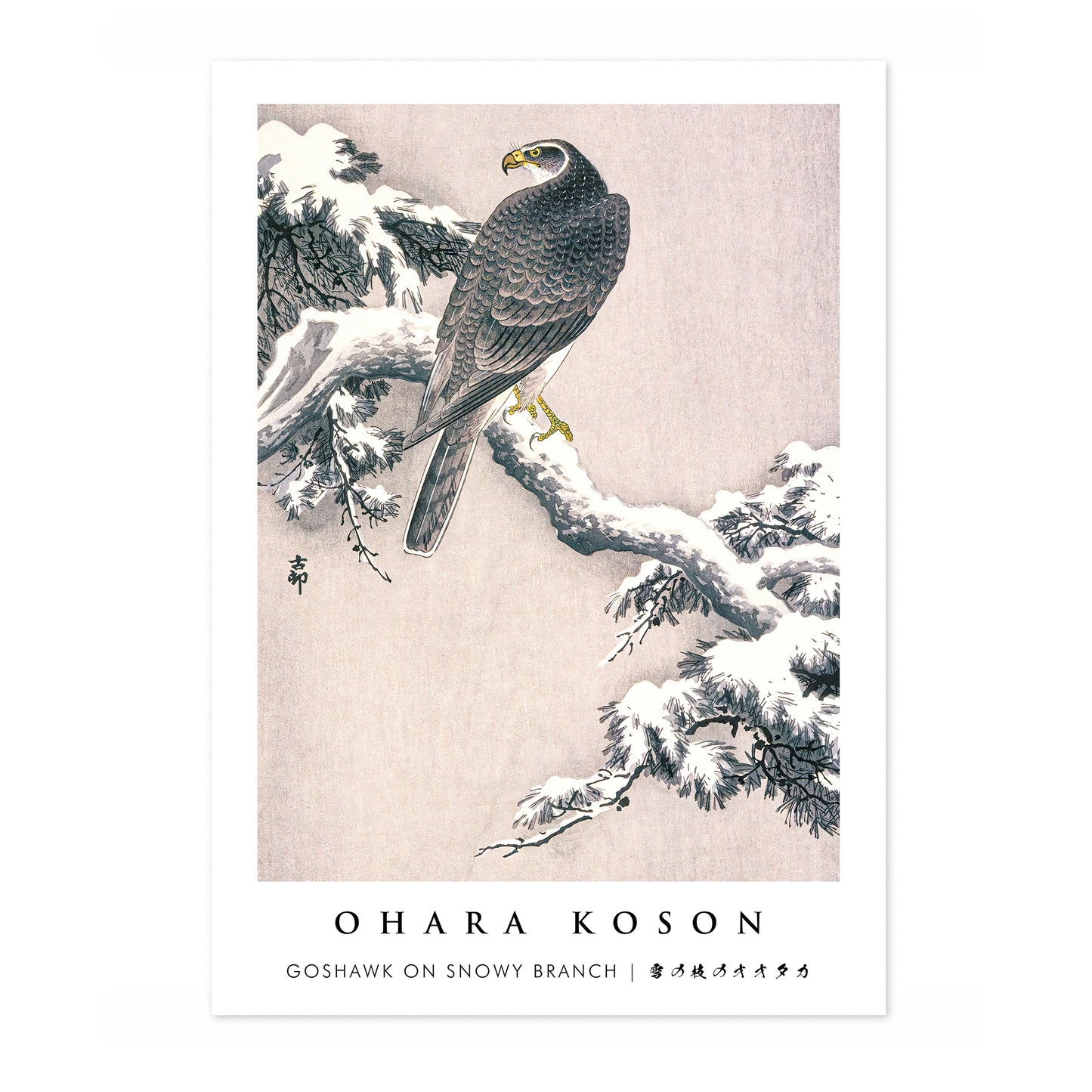 Goshawk on Snowy Branch