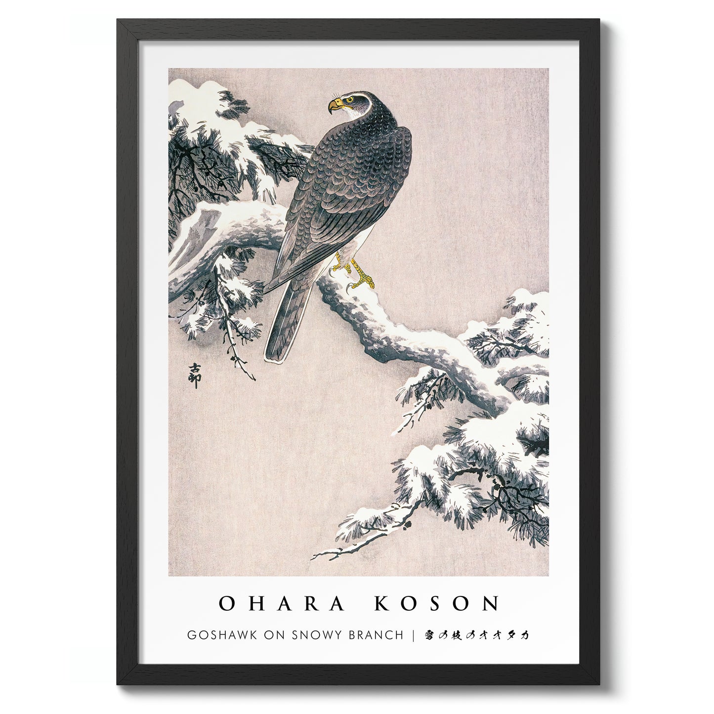 Goshawk on Snowy Branch