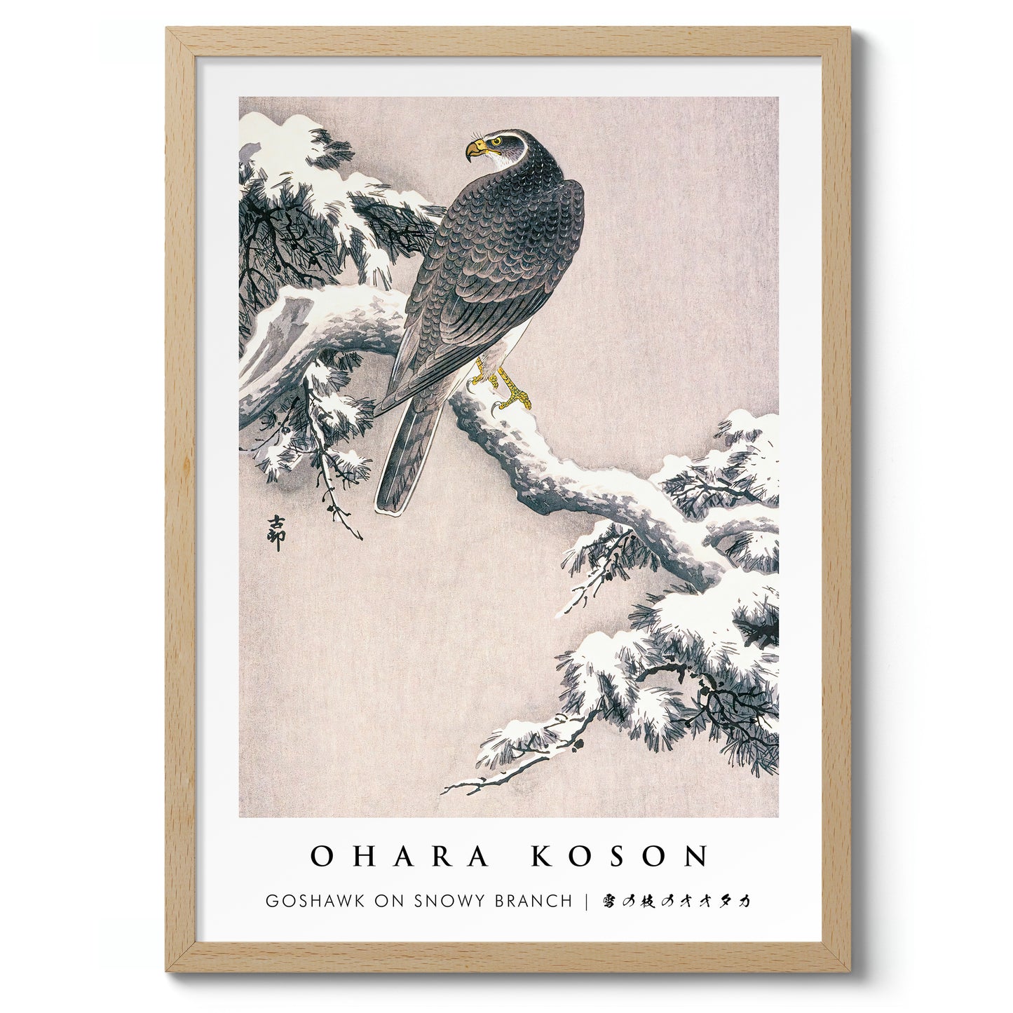 Goshawk on Snowy Branch
