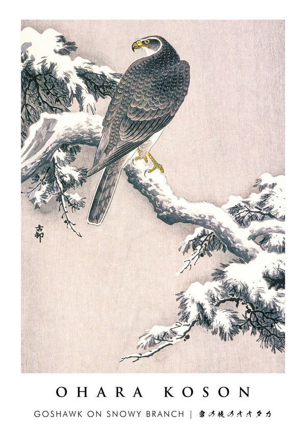 Goshawk op een besneeuwde tak