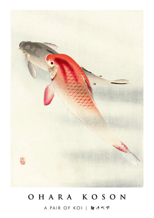 Ein Paar Koi