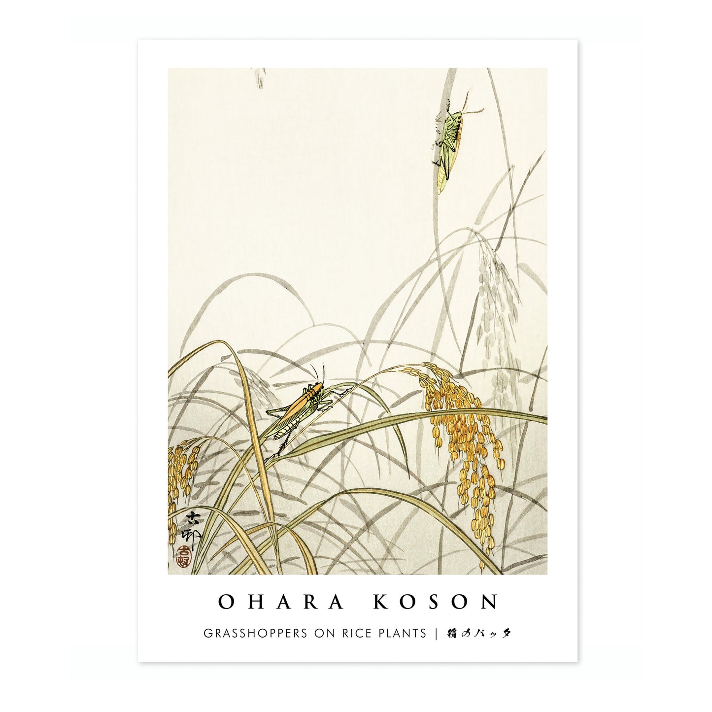 Sauterelles sur les plants de riz