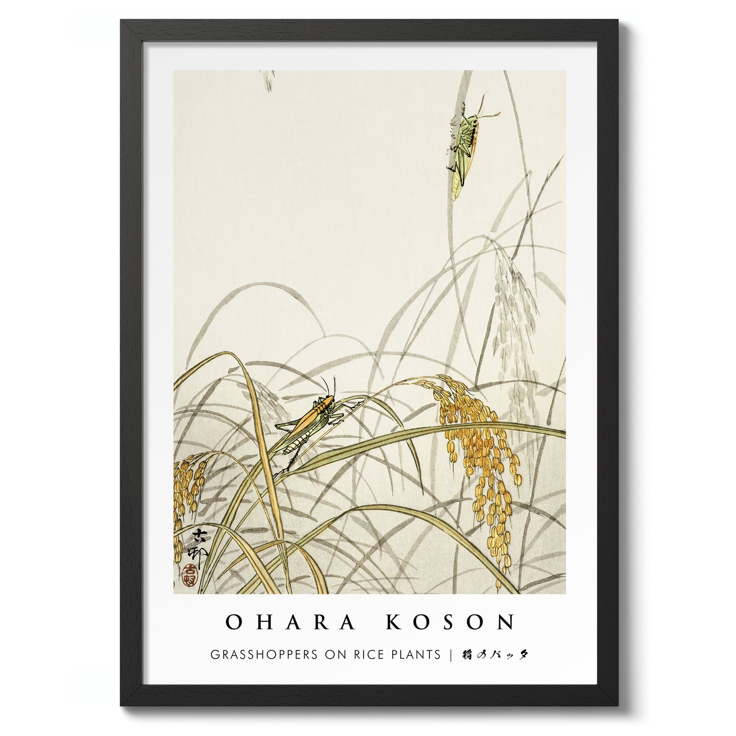 Sauterelles sur les plants de riz