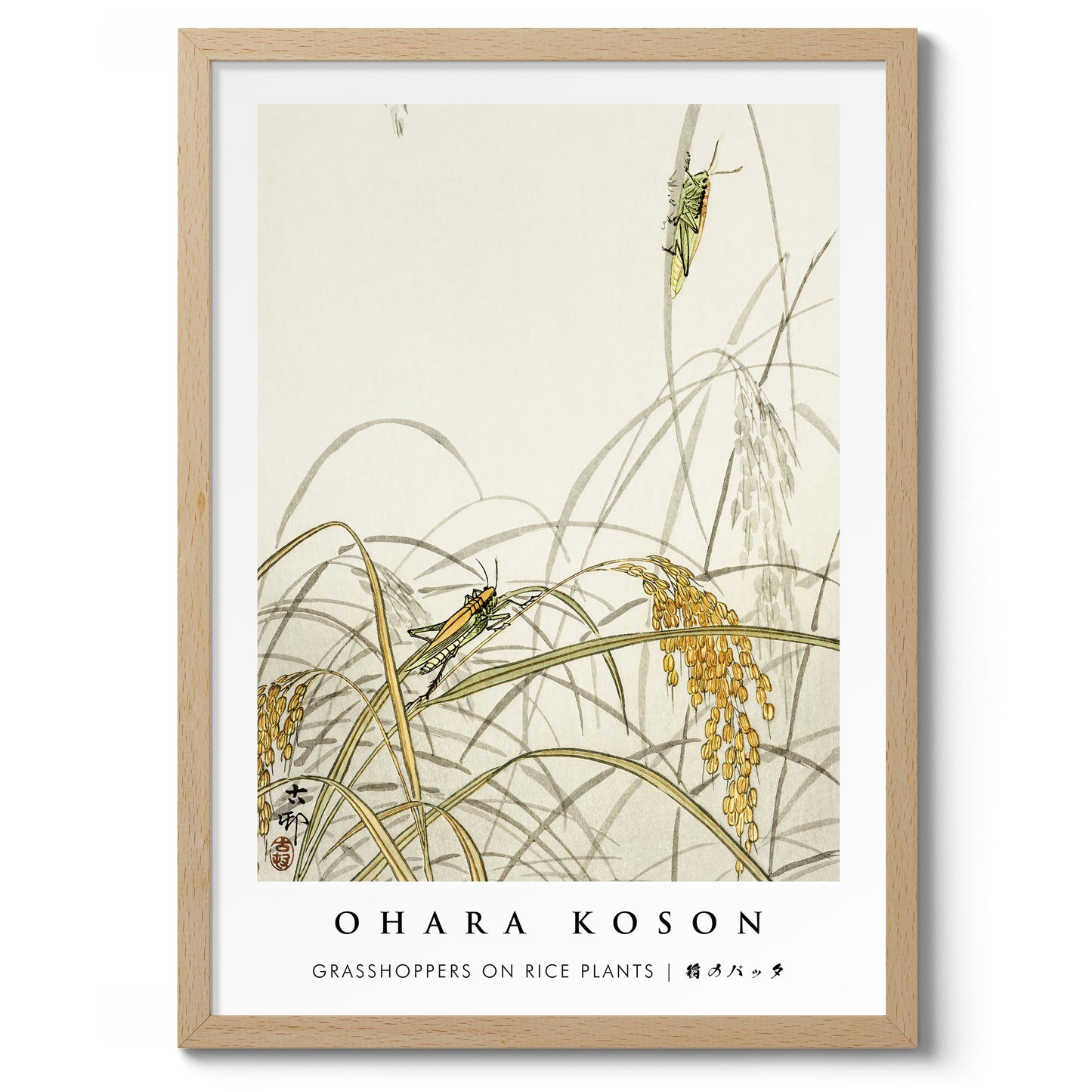 Sauterelles sur les plants de riz