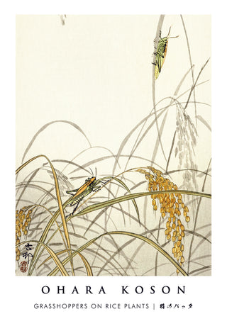 Sauterelles sur les plants de riz print