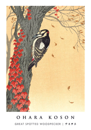 Great Spotted Woodpecker print