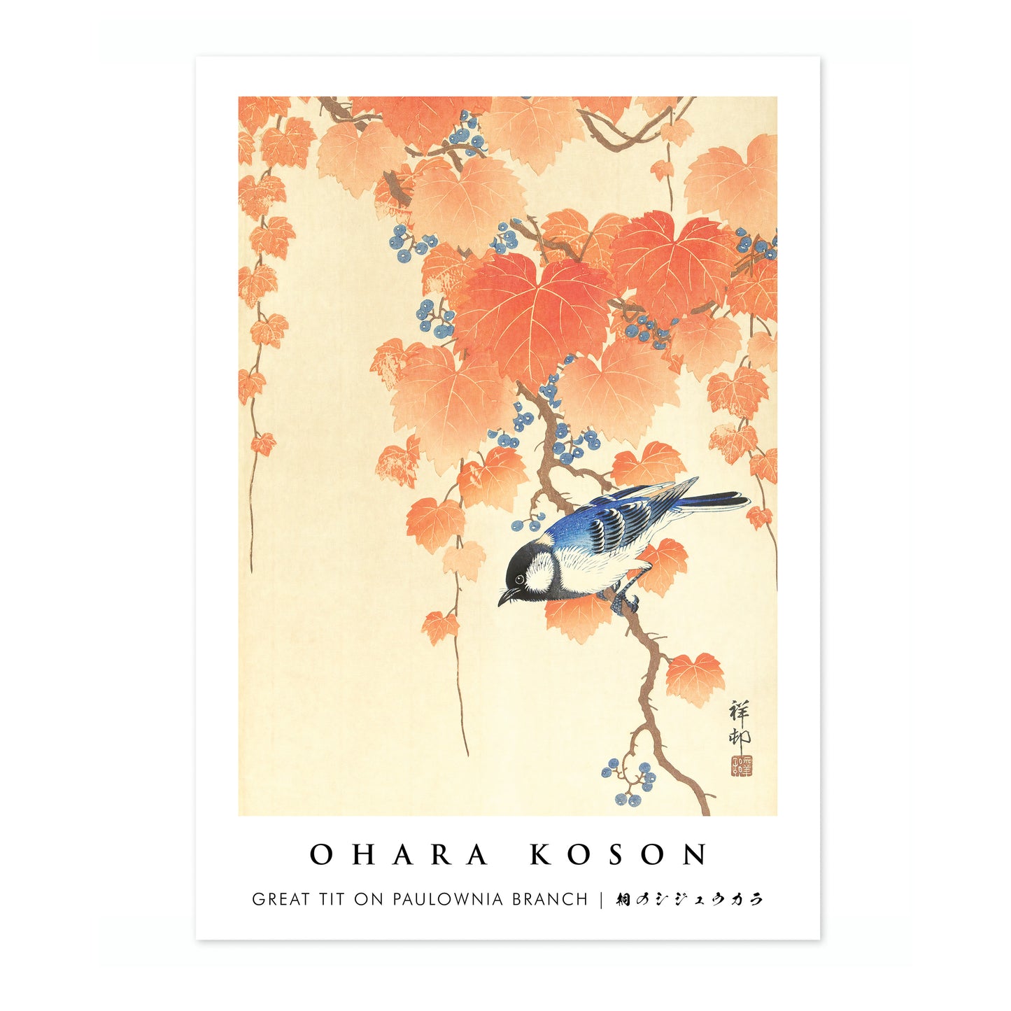 Great Tit on Paulownia Branch