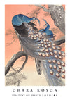 Peacocks on Branch print