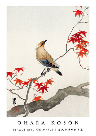 Pestvogel auf Ahorn print