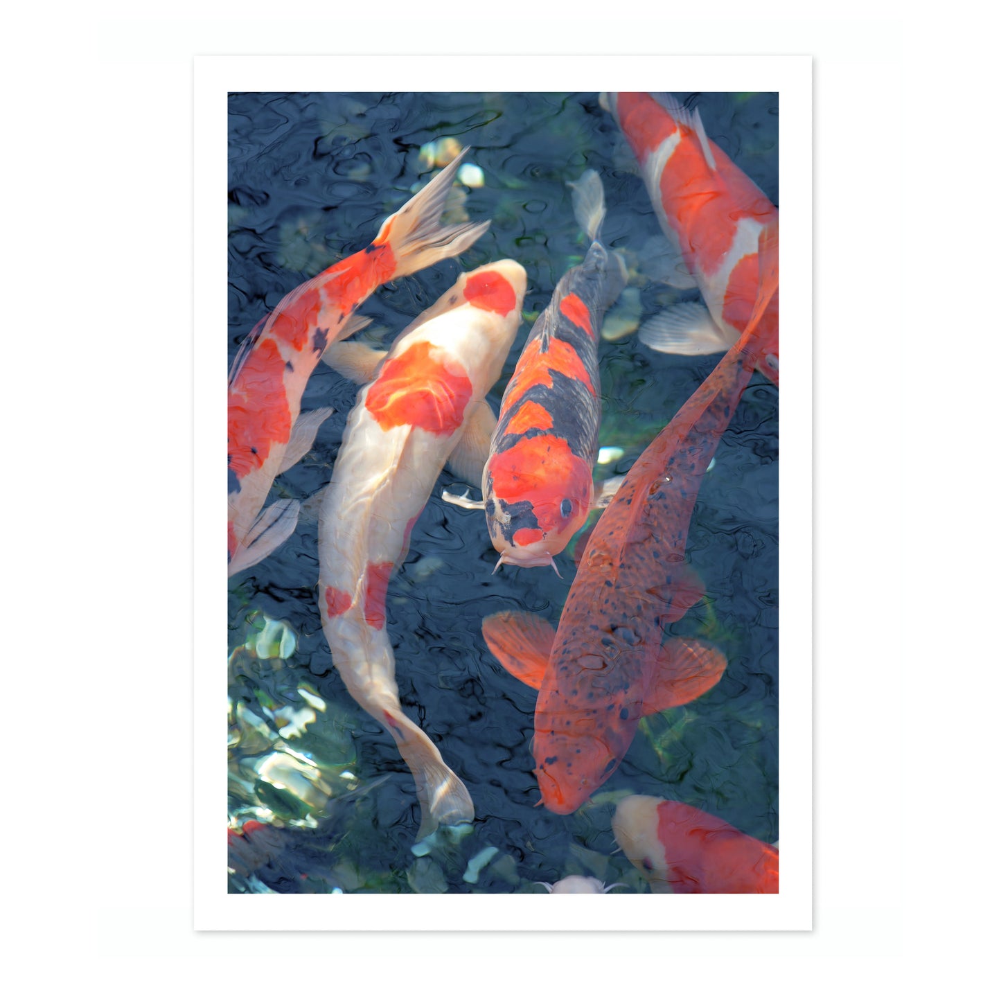 Koi-Fisch, Blau