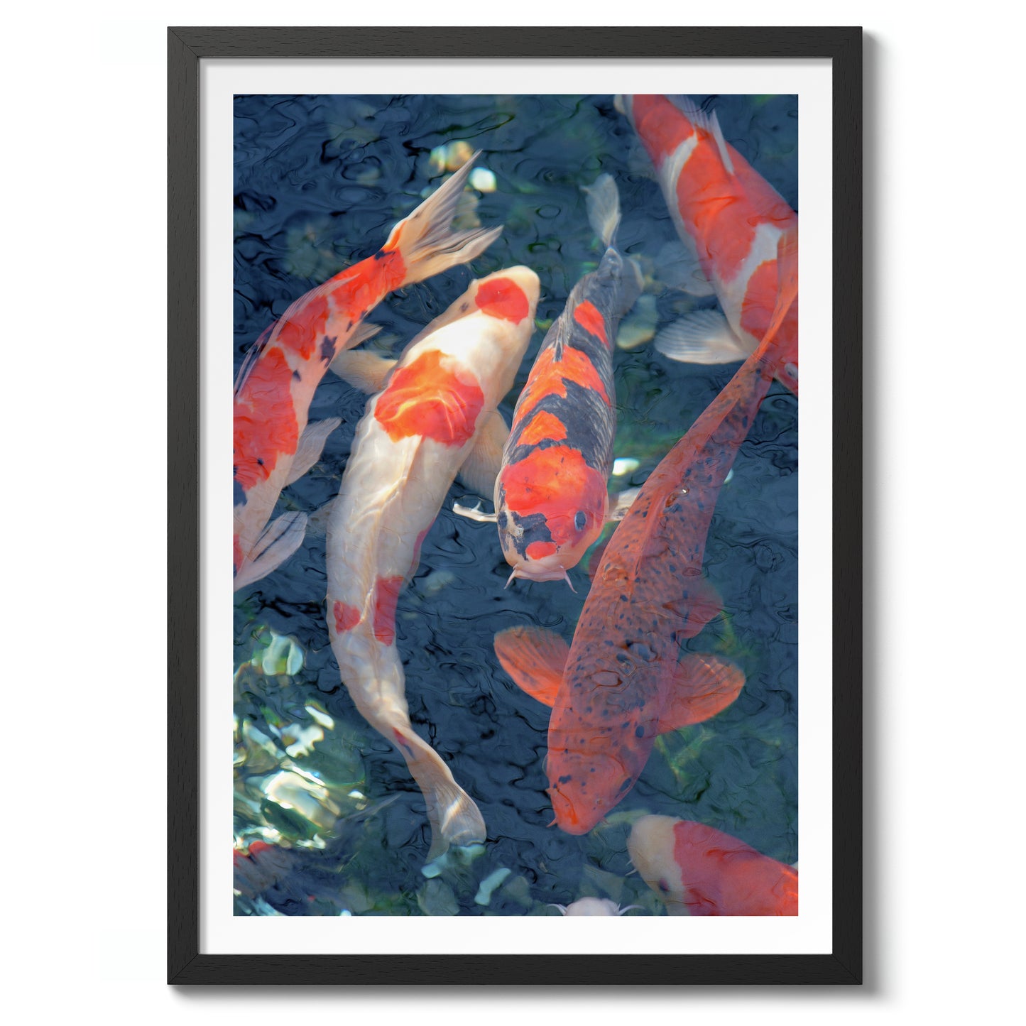 Koi-Fisch, Blau