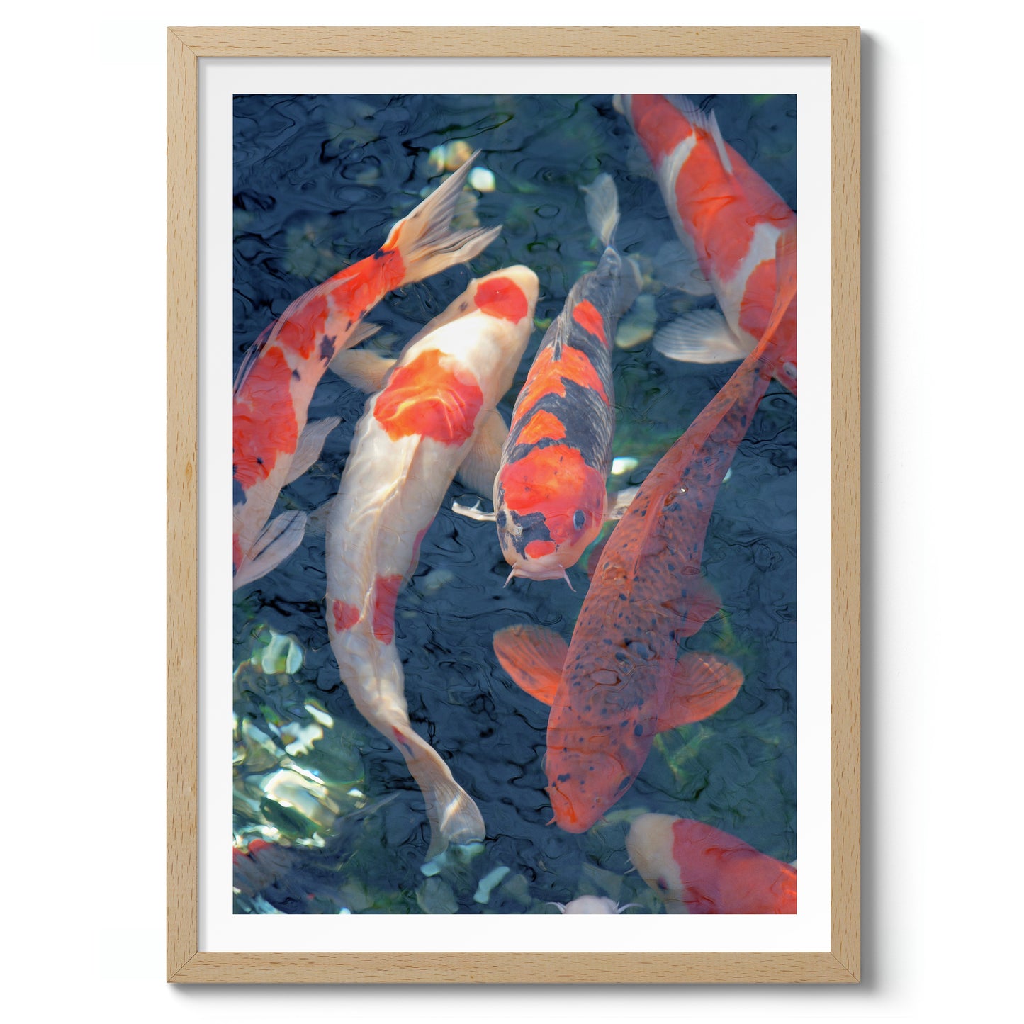 Koi-Fisch, Blau