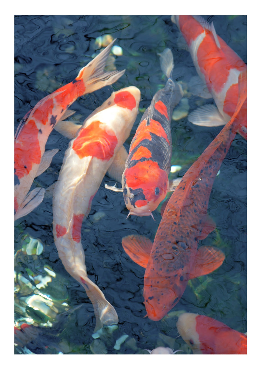 Koi vis, blauw - Print Only frame