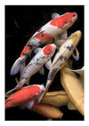 Koi Fisch print