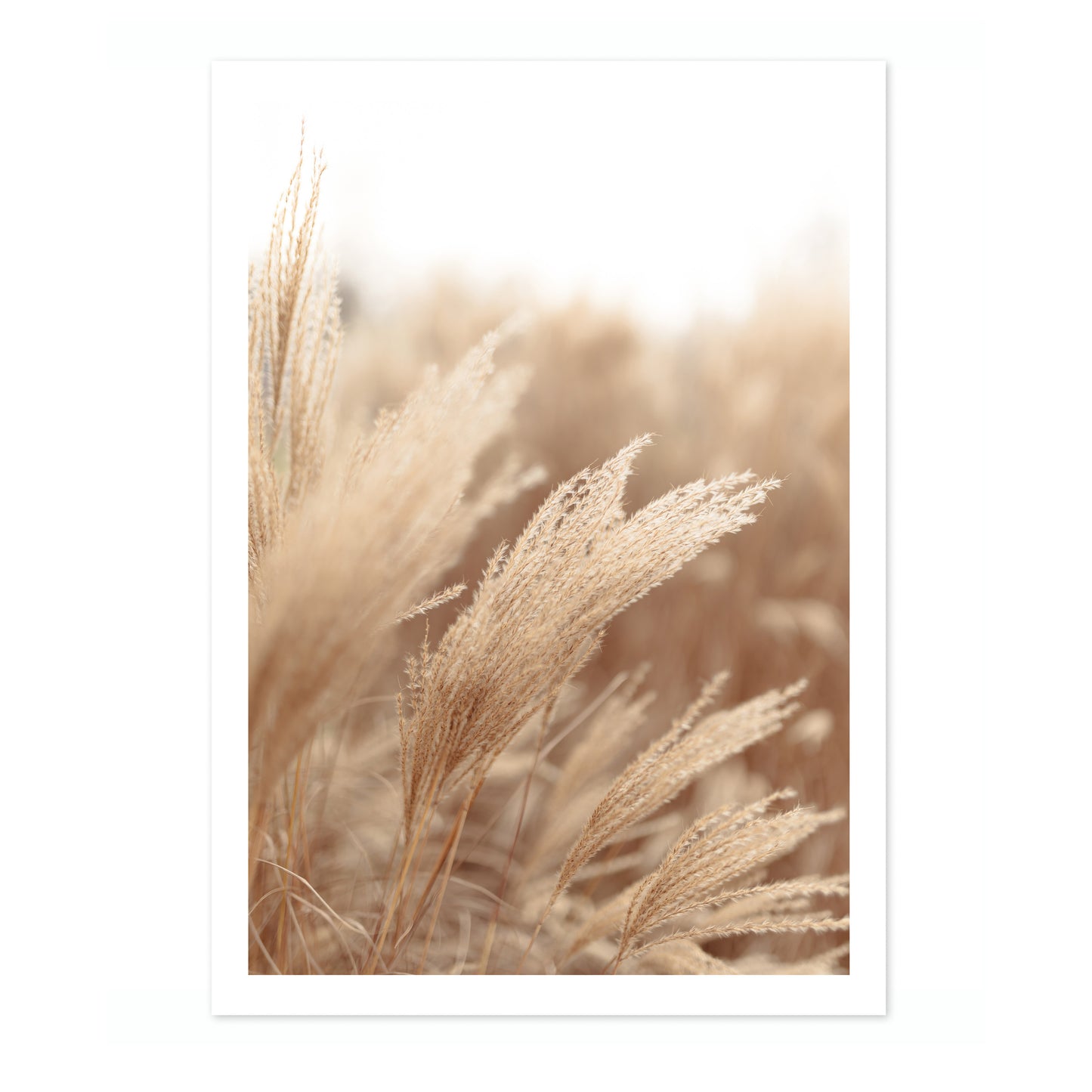 Pampas Grass