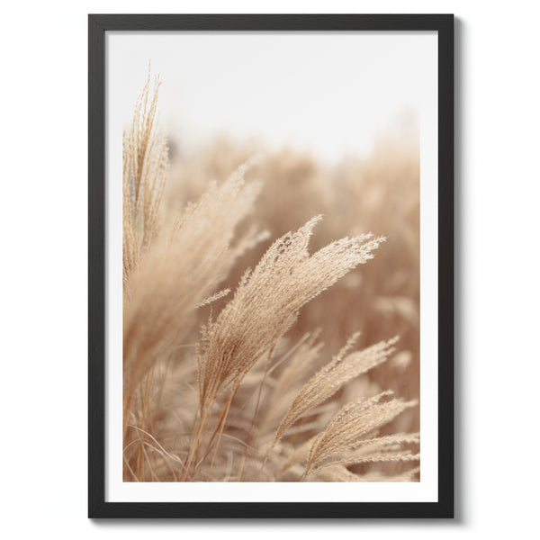 Pampas Grass