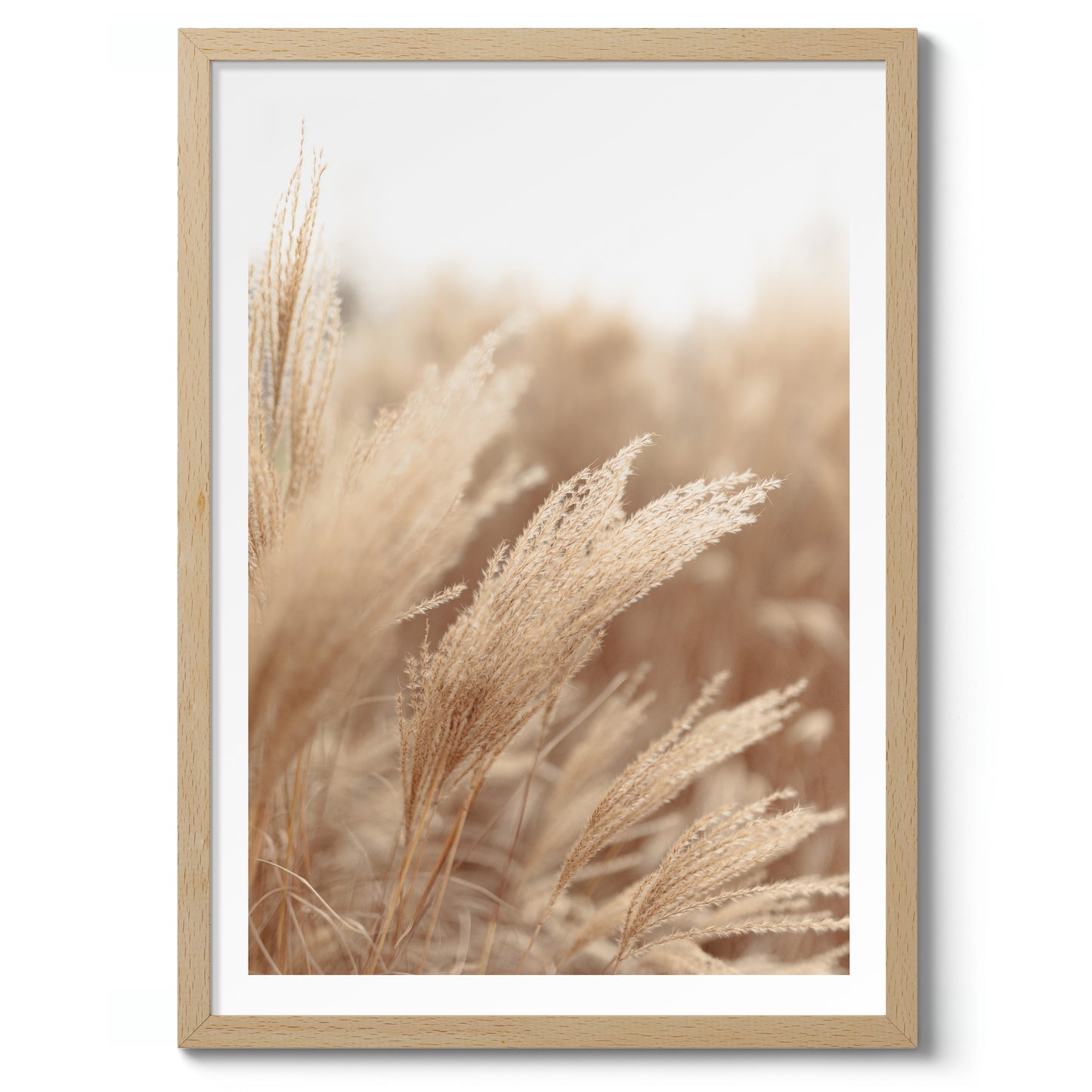 Pampas Grass