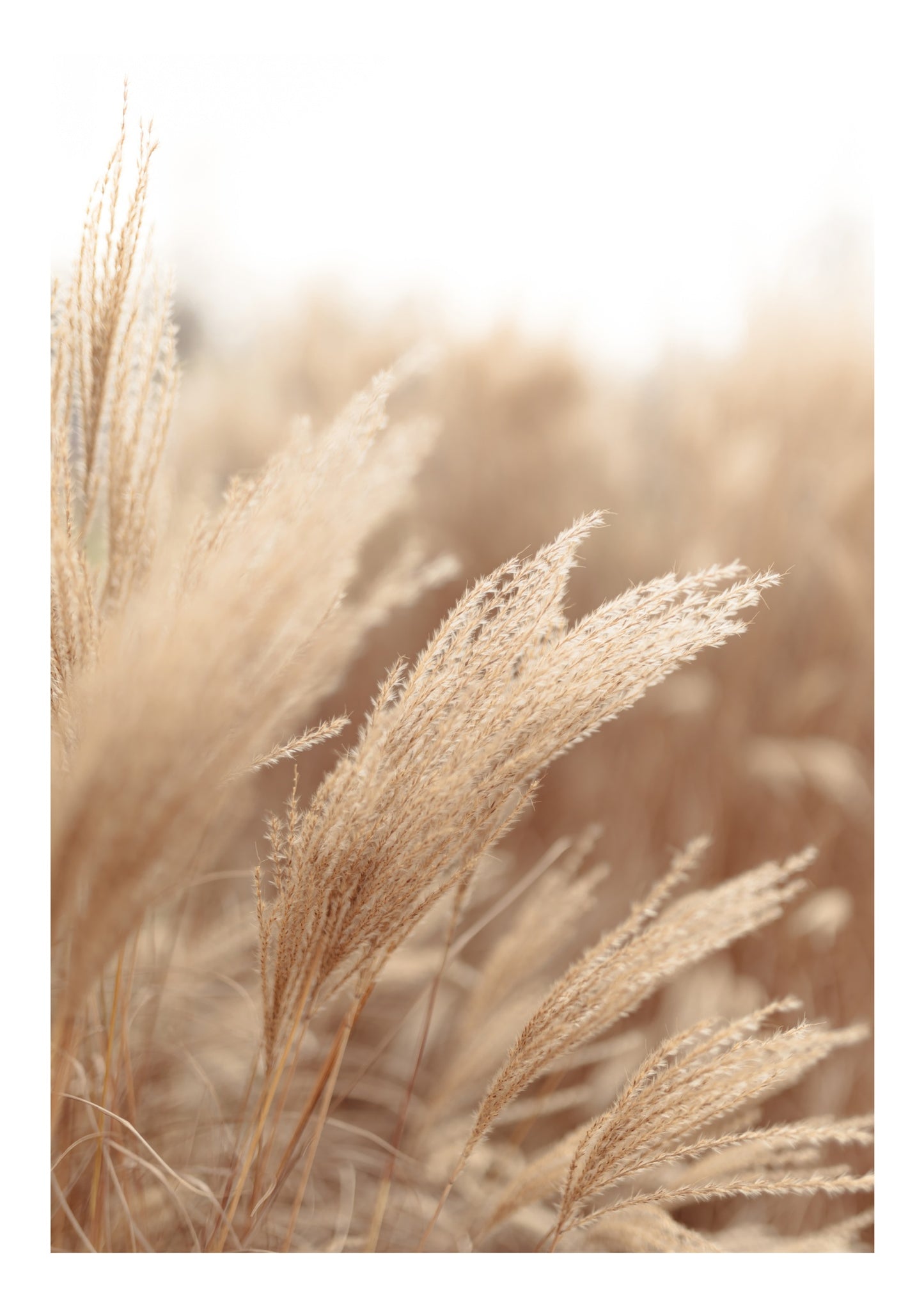 Pampas Grass