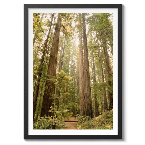 Redwood Forest, California