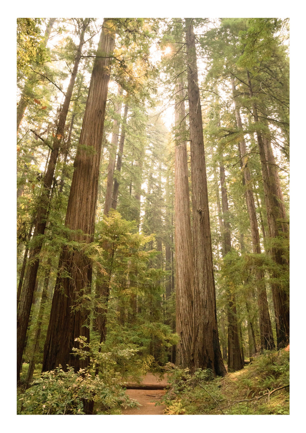 Redwood-Wald, Kalifornien