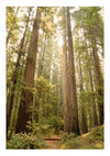 Redwood-skog, Kalifornien print