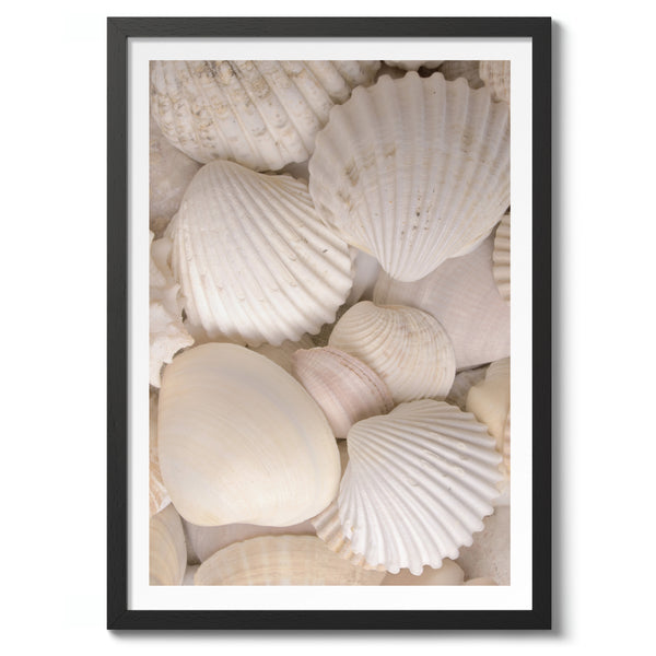 Sea Shells