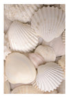 Coquillages print