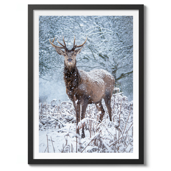 Deer in the Snow