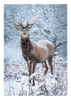 Hjort i snön print