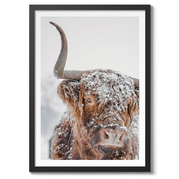 Snowy Highland Cow