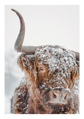Snöig höglandsko print