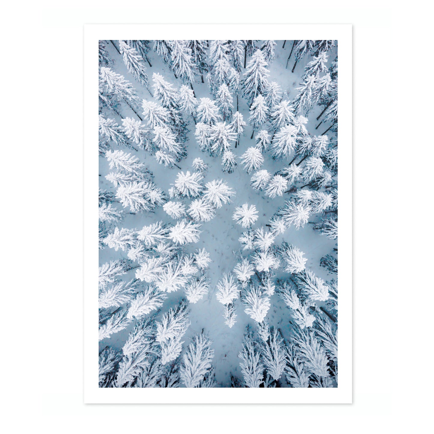 Snowy Treetops