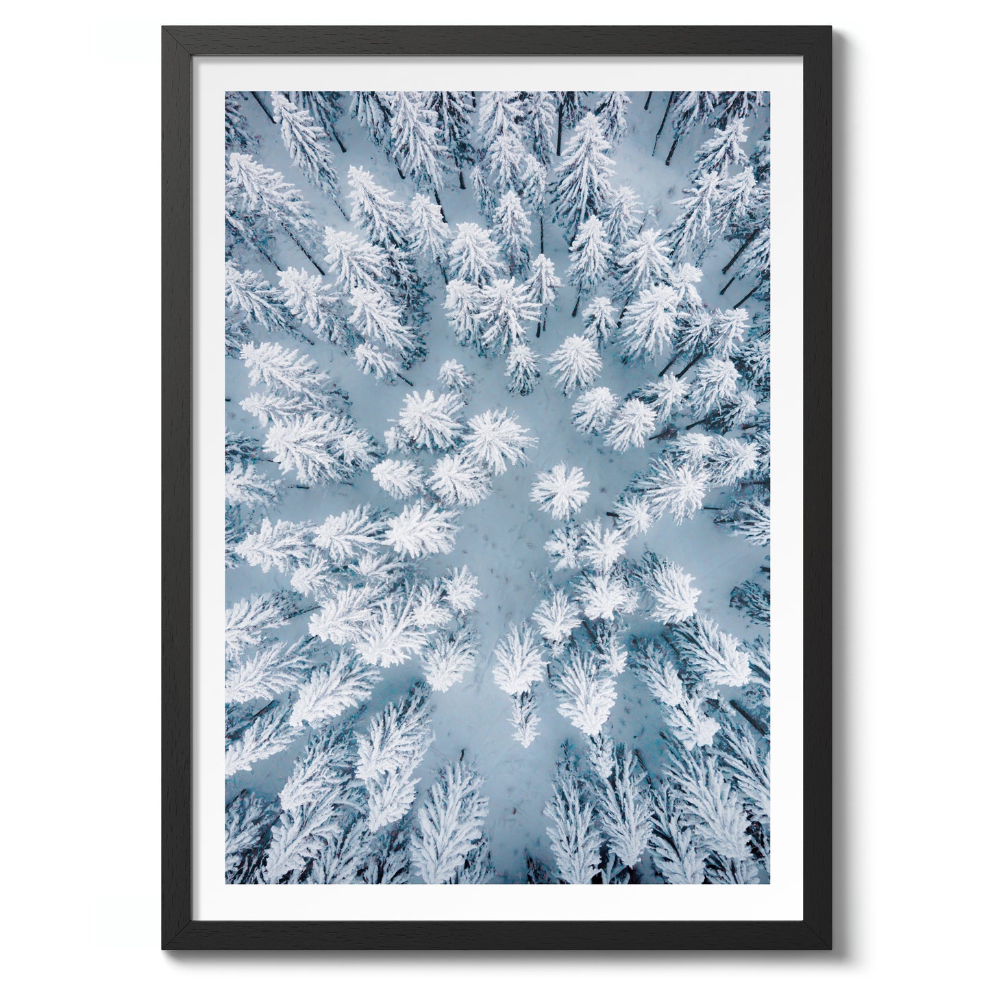 Snowy Treetops