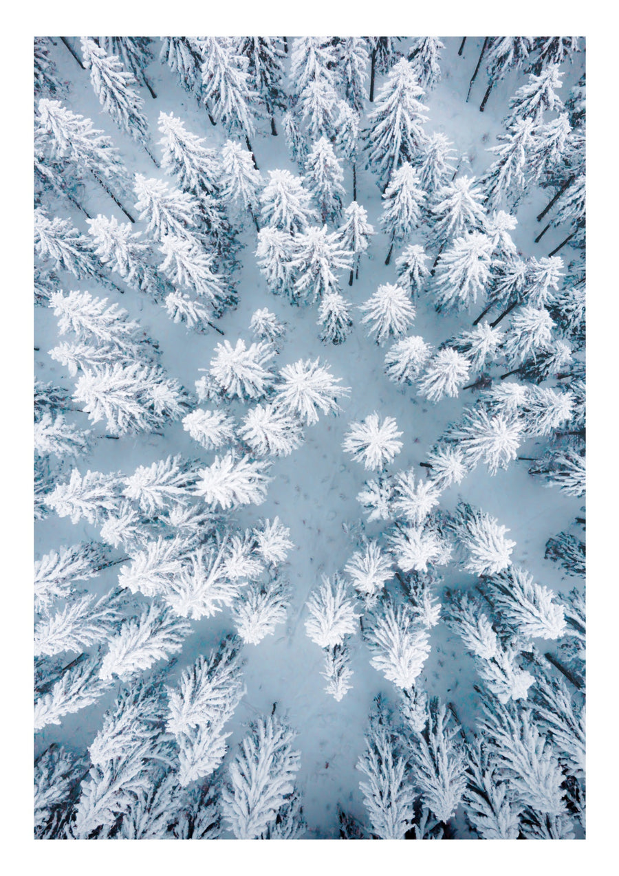 Verschneite Baumwipfel - Print Only frame