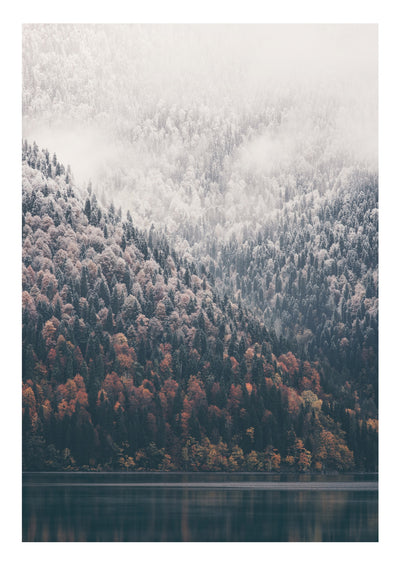 Arbres et lac